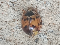 Harmonia axyridis
