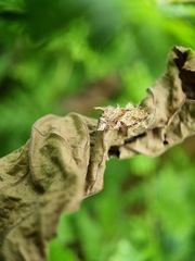 Callopistria rivularis