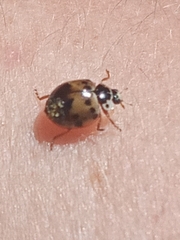 Harmonia axyridis