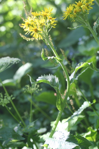 Tephroseris balbisiana, photograph 5