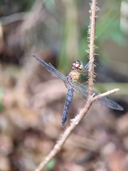 Orchithemis pulcherrima