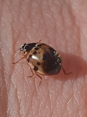 Harmonia axyridis