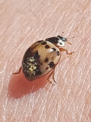 Harmonia axyridis