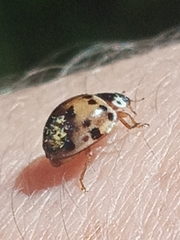 Harmonia axyridis