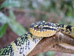 Tropidolaemus wagleri