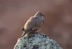 Metriopelia melanoptera