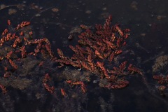 Myriophyllum quitense