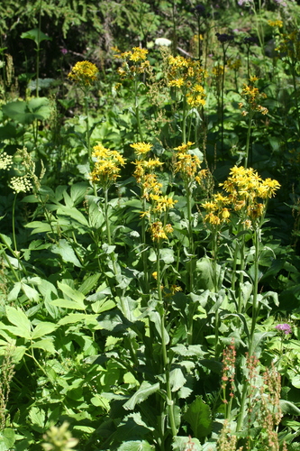 Tephroseris balbisiana, photograph 4
