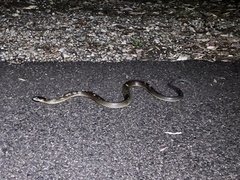 Pseudechis australis