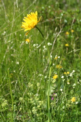 Doronicum clusii