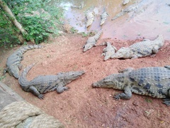 Crocodylus suchus