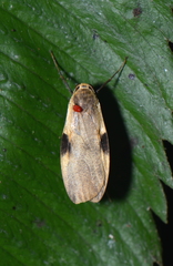 Macotasa tortricoides