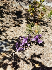 Limonium scabrum