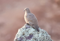 Metriopelia melanoptera