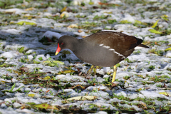 Gallinula chloropus