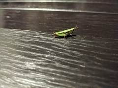 Spathosternum prasiniferum