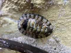 Sypharochiton pelliserpentis
