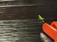 Spathosternum prasiniferum