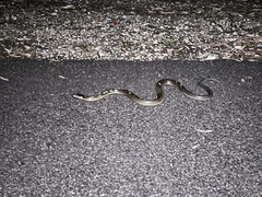 Pseudechis australis