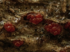 Thyronectria sinopica