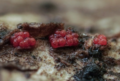 Thyronectria sinopica