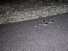 Pseudechis australis