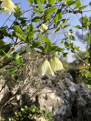 Clematis cirrhosa
