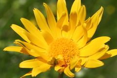 Doronicum clusii