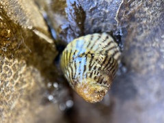 Bembicium nanum
