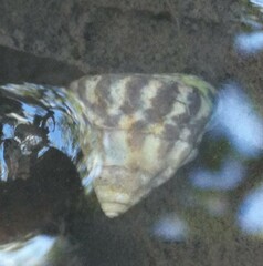 Bembicium auratum