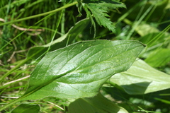 Doronicum clusii