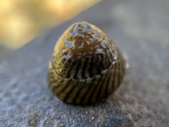 Bembicium nanum