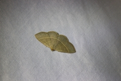 Trisateles emortualis