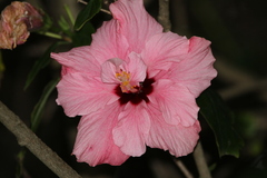 Hibiscus mutabilis