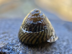 Bembicium nanum