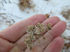 Patrinia rupestris