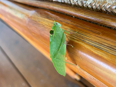Phylloptera