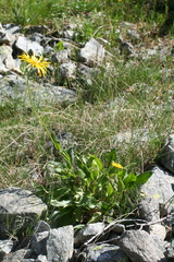 Doronicum clusii