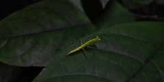 Tropidomantis