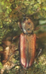 Bothrideres bipunctatus