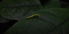 Tropidomantis
