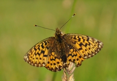 Boloria titania