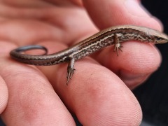 Oligosoma