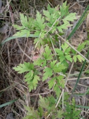 Peucedanum oreoselinum