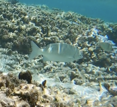 Kyphosus cinerascens