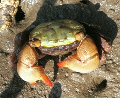 Parasesarma erythodactylum