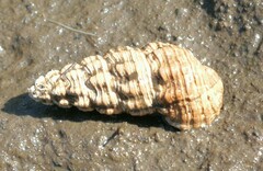 Batillaria australis