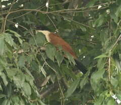 Centropus senegalensis