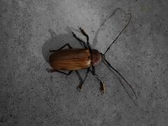 Agrianome spinicollis