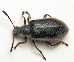 Lagriina